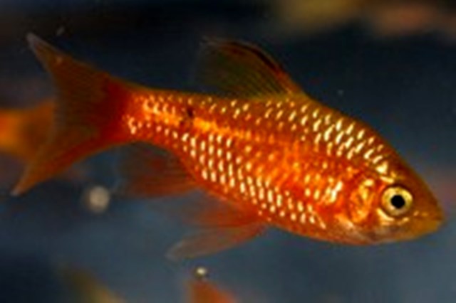 Tangerine Barb - Quantity of 3